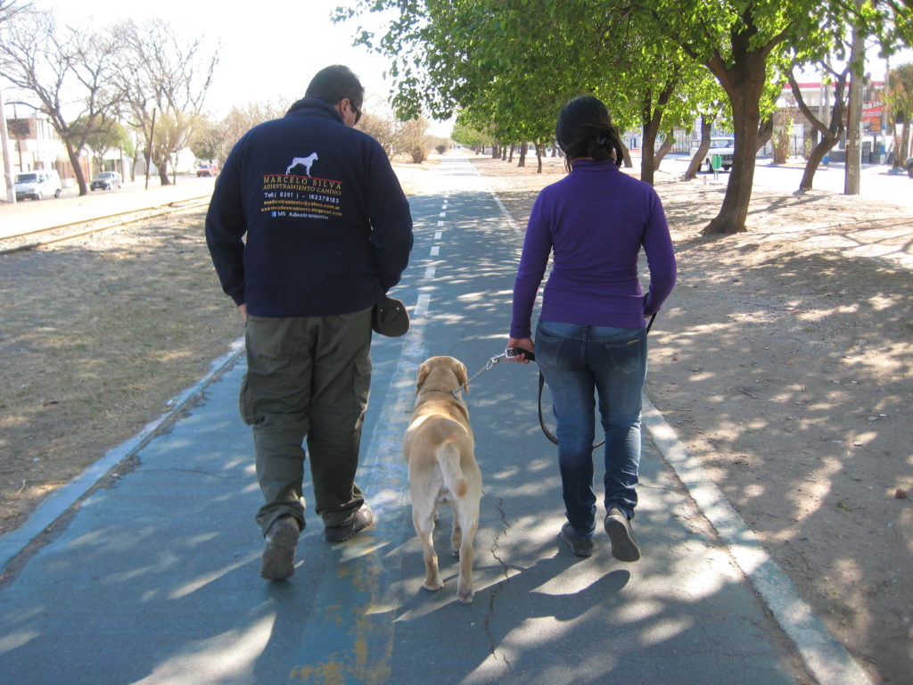 paseando labrador